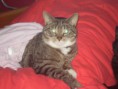 /album/mijn-huisdiertjes/img760642405-kopie-kopie-kopie-jpeg/